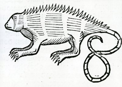 Iguana fra 
