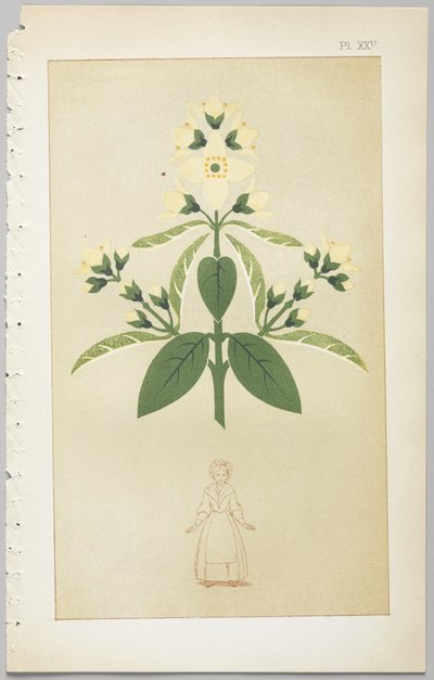 Kunsten at dekorativt design: med et appendiks, der angiver de timer på dagen, hvor blomsterne åbner, udgivet af Day & Son, London, 1862 af Christopher Dresser