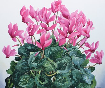 Cyclamen portræt af Christopher Ryland
