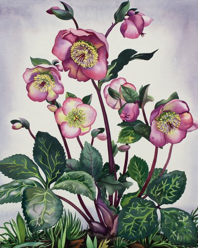 Hellebore af Christopher Ryland