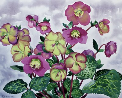 Helleborus (2) af Christopher Ryland