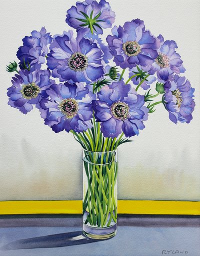 Scabious med gult bånd (akvarel på papir) af Christopher Ryland