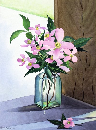 Stilleben Pink Clematis (akvarel på papir) af Christopher Ryland