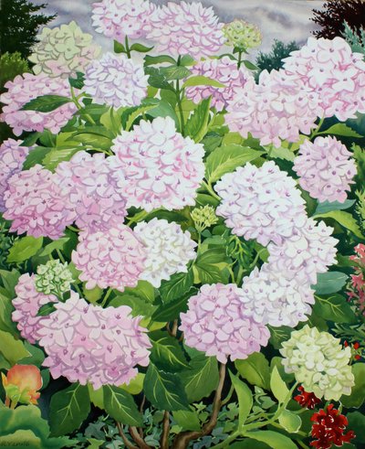 Hvid hortensia af Christopher Ryland
