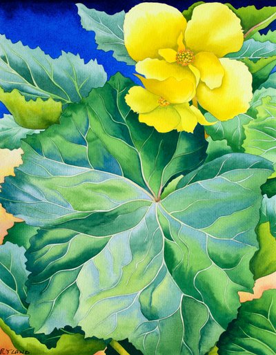 Gul Begonia af Christopher Ryland