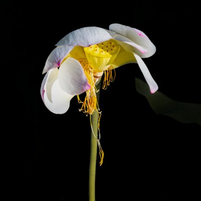 Den svindende lotusblomsts skønhed af Chuanxu Ren