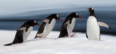 Gentoo-pingvin i aktion af Chuanxu Ren