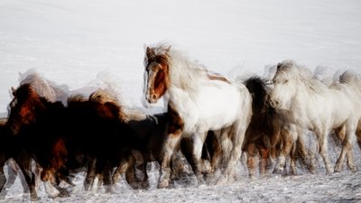 Vilde heste i vinterens bevægelse af Chuanxu Ren