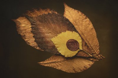  af Cicek Kiral