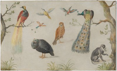 Studie af fugle og aber af Circle of Jan van Kessel the Elder