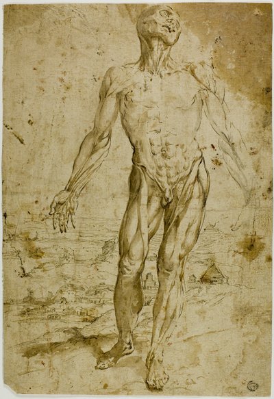 Écorché foran landskab (recto); Skitser af stående mandlig nøgen, siddende barn, bøjet kvinde (verso) af Circle of Titian