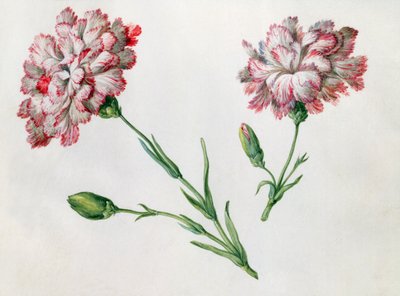 Nelliker af Claude Aubriet