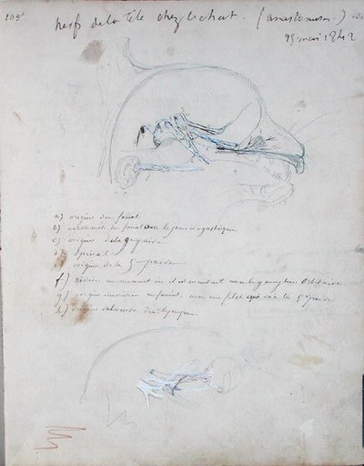 Nervesystemet i hovedet på en kat, maj 1842 (blyant på papir) af Claude Bernard