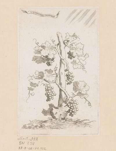 vinstokke af Claude Mellan