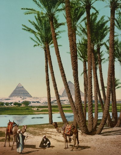 Palmer, beduiner og pyramider, Cairo, Egypten af Company Photoglob