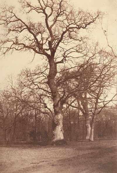 Studie af træer, Bois de Boulogne af Comte Olympe Aguado