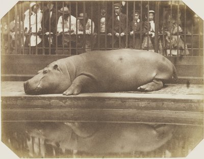 Obaysch, flodhesten, London Zoo af Comte de Montizón Don Juan
