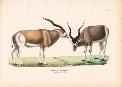 Addax-antilope i vinterfrakke af Conrad Kull