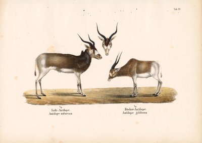 Addax- og Bontebok-antiloper af Conrad Kull