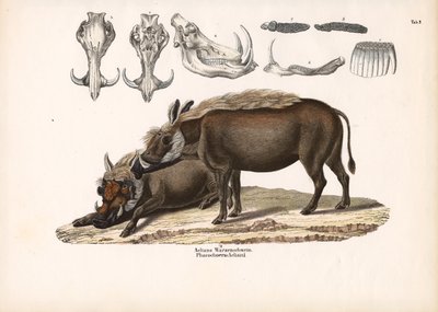 Aelians vortesvin med kraniets anatomi af Conrad Kull