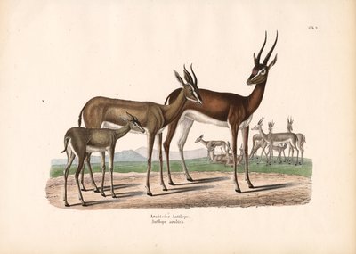 Arabisk oryx i halvørken af Conrad Kull