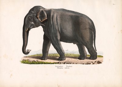 Asiatisk elefant af Conrad Kull