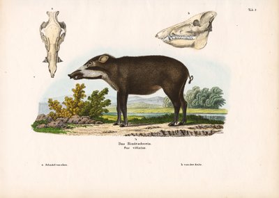 Båndet gris med anatomiske detaljer af Conrad Kull