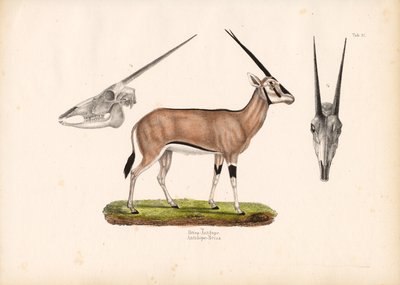 Beisa Oryx med udsigt til kraniet af Conrad Kull