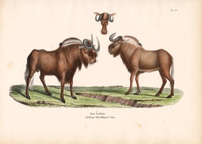 Sort gnu med hoveddetalje af Conrad Kull