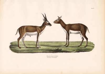 Blackbuck-antiloper af Conrad Kull