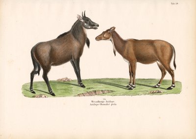 Bontebok eller Blesbok af Conrad Kull
