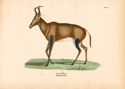 Caama-antilope af Conrad Kull