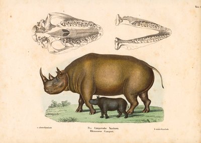 Campers næsehorn med kalv og kranieafbildninger af Conrad Kull