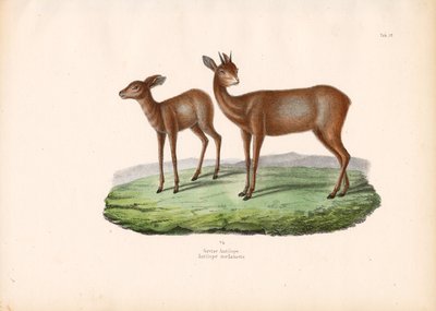 Cape Grysbok af Conrad Kull