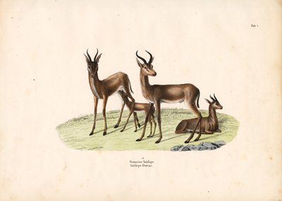 Almindelig gazelle i familiegruppe af Conrad Kull