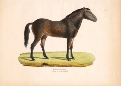 Krølhåret hest af Conrad Kull