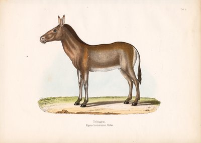 Dziggetai eller mongolsk vildæsel af Conrad Kull