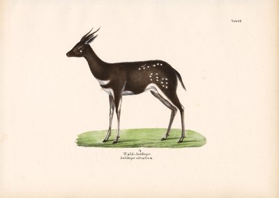 Skovantilope af Conrad Kull