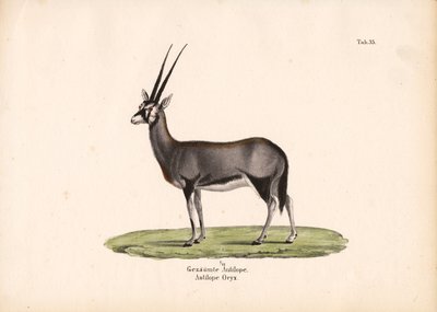 Gemsbok eller sydafrikansk oryx af Conrad Kull