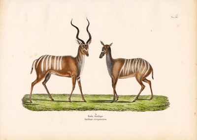 Greater Kudu i mandlig og kvindelig form af Conrad Kull