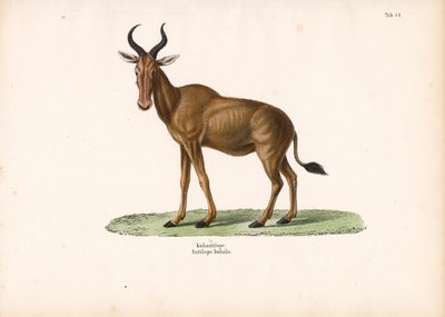 Hartebeest af Conrad Kull