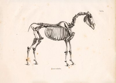 Skelet af hest af Conrad Kull