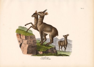 Klipspringer af Conrad Kull