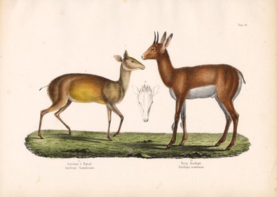 Natal-antilope og bjerg-antilope af Conrad Kull