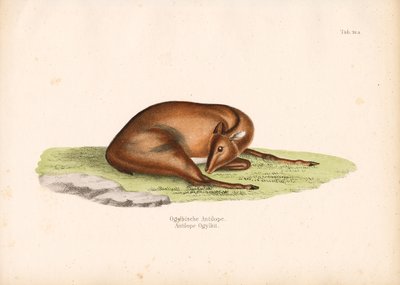 Ogilbys dykker i hvileposition af Conrad Kull