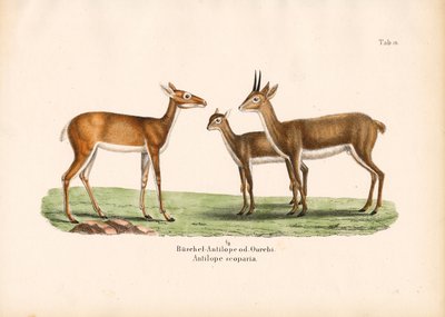 Oribi-antiloper i familie af Conrad Kull