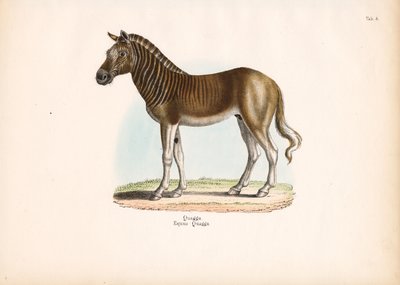 Quagga af Conrad Kull