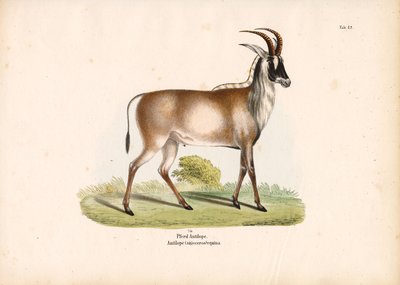 Roan-antilope af Conrad Kull