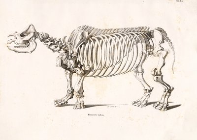 Skelettet af det indiske næsehorn af Conrad Kull