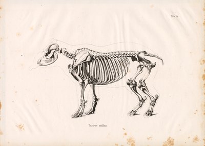 Skelet af lavlandstapir af Conrad Kull